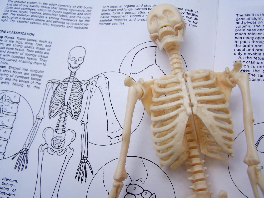 an illustration of the skeleton